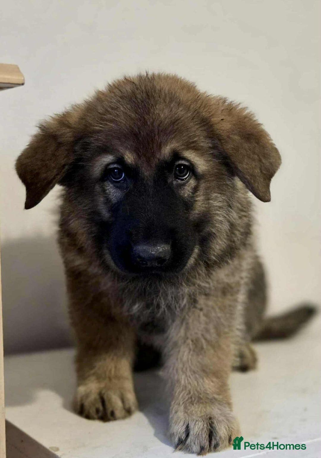 German Shepherd dogs for sale: German shepherd pups  - Image 20