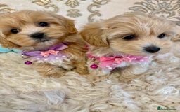 Maltipoo dogs for sale: ADORABLE F1 MALTIPOO PUPPIES DNA TESTED  - Image 3