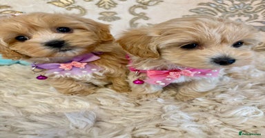 Maltipoo dogs - Advert 6