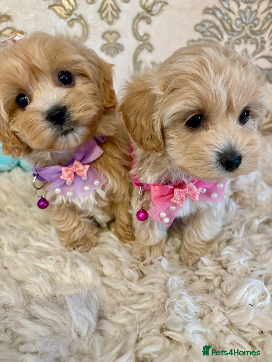Maltipoo dogs for sale: ADORABLE F1 MALTIPOO PUPPIES DNA TESTED  - Image 3