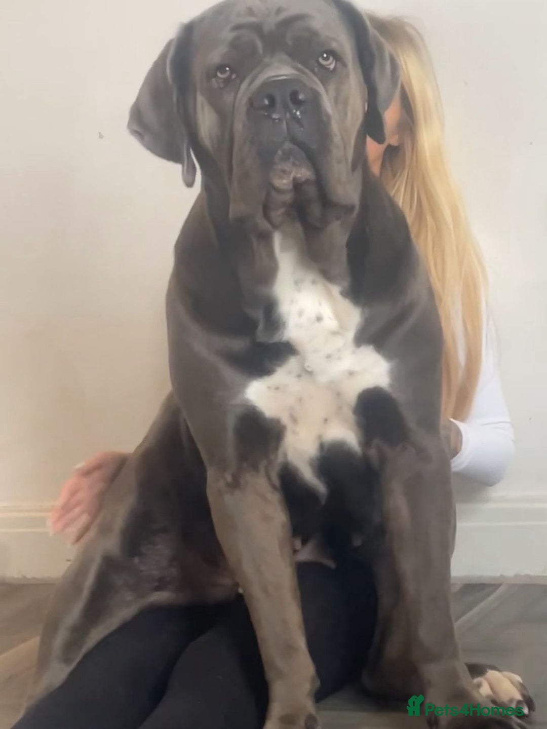 Cane Corso dogs for sale: Cane corso puppies looking for their forever homes - Image 7