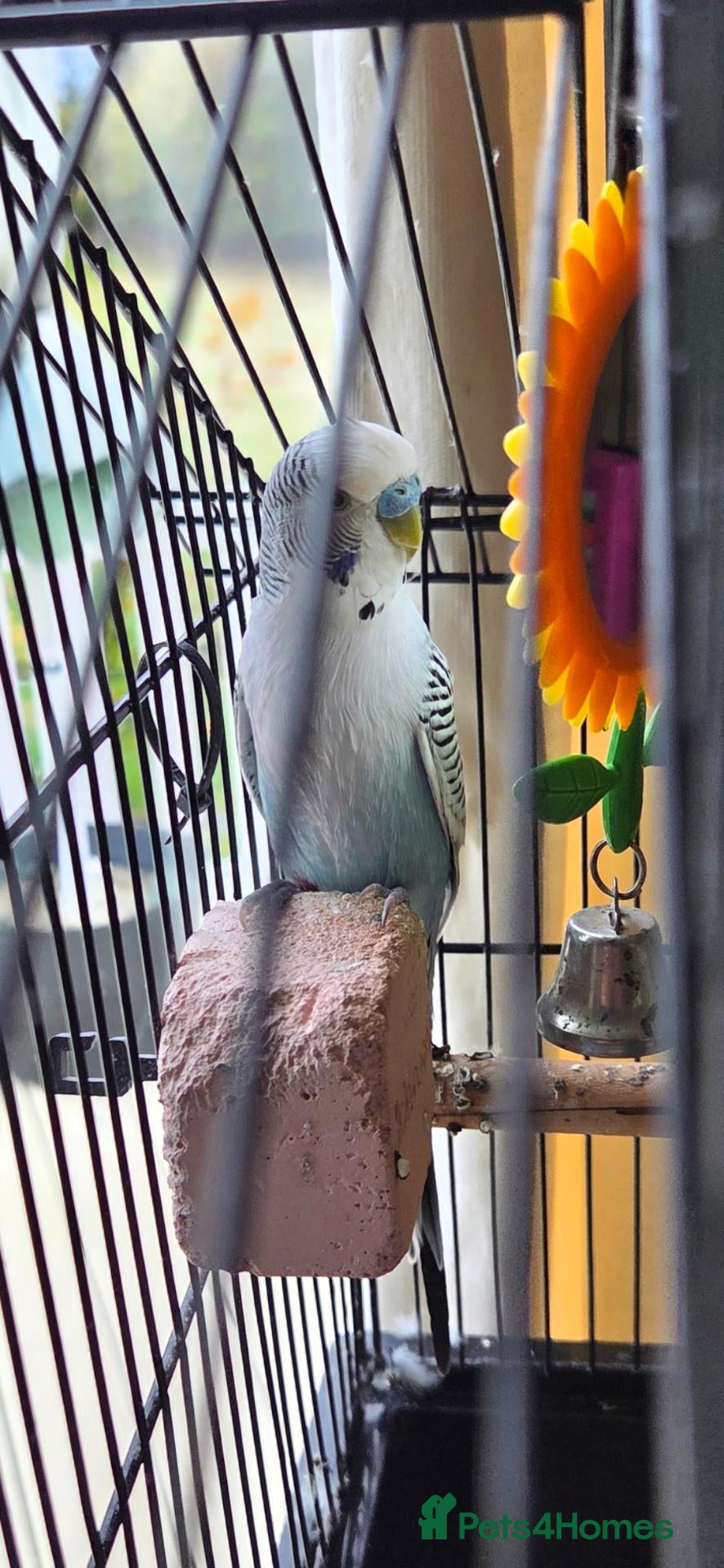 Budgerigars birds for sale: Blue Budgie and Cage with stand - Advert 1