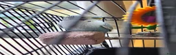 Budgerigars birds for sale: Blue Budgie and Cage with stand - Advert 1