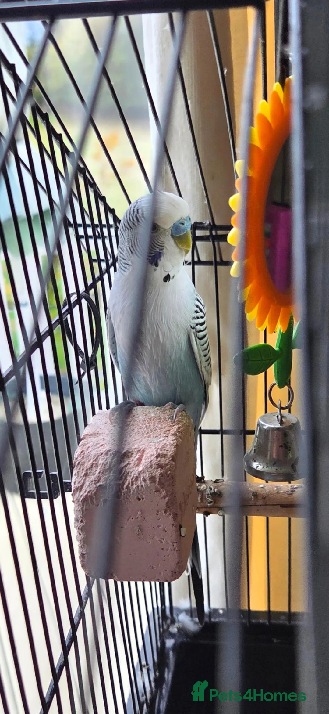 Budgerigars birds for sale: Blue Budgie and Cage with stand - Advert 1