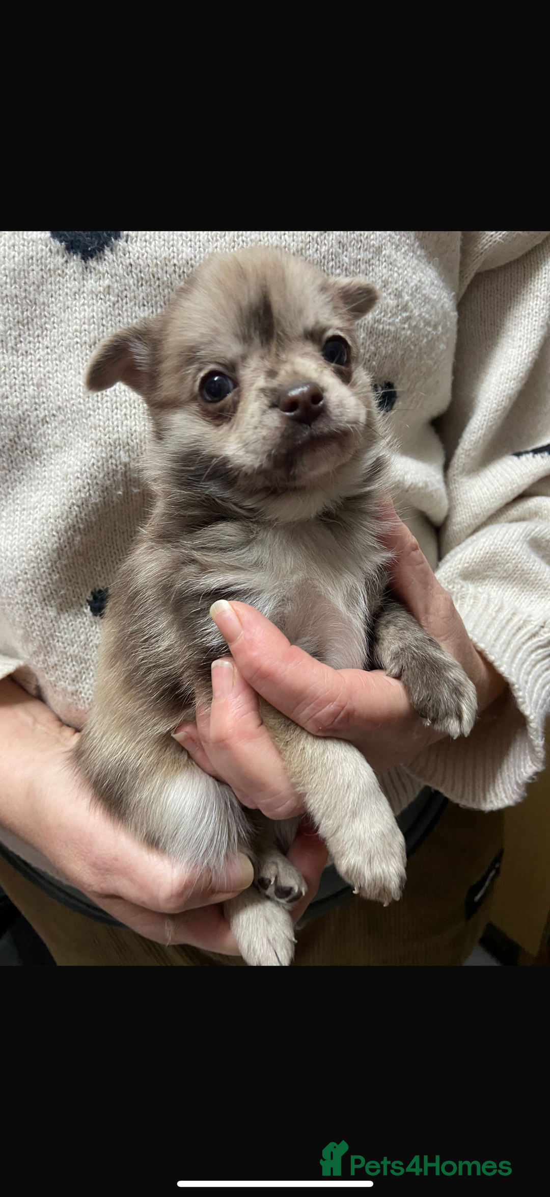 Pomchi dogs for sale: Stunning Pomchi’s - Advert 3