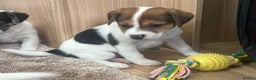 Jack Russell dogs for sale: Gorgeous short-legged Jack Russell Puppies! - Advert 14