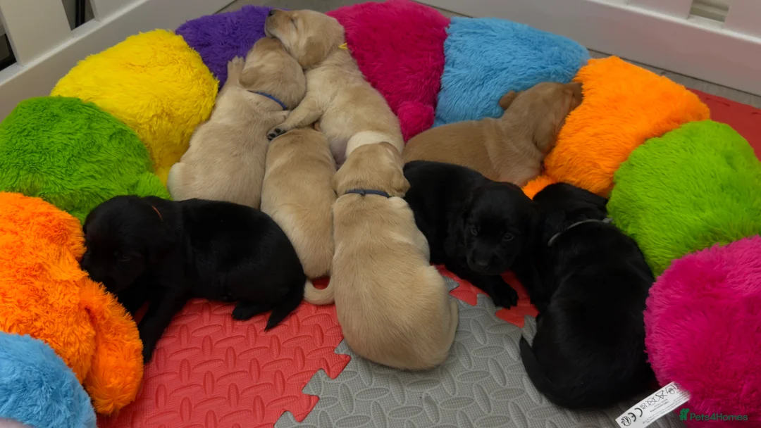 Goldador dogs for sale: Beautiful Goldador Puppies - Advert 2