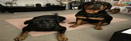 Rottweiler dogs for stud: MALE ROTTWEILER FOR STUD ONLY  - Advert 8
