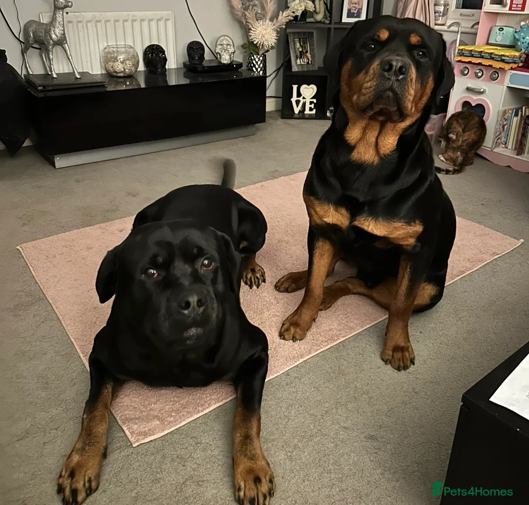 Rottweiler dogs for stud: MALE ROTTWEILER FOR STUD ONLY  - Advert 8