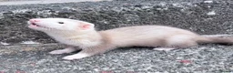 Ferret rodents for sale: Part Angora hob ferret new pic and video added - Advert 11