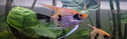 Angelfish fish for sale: Koi/Marble Angelfish - Advert 8