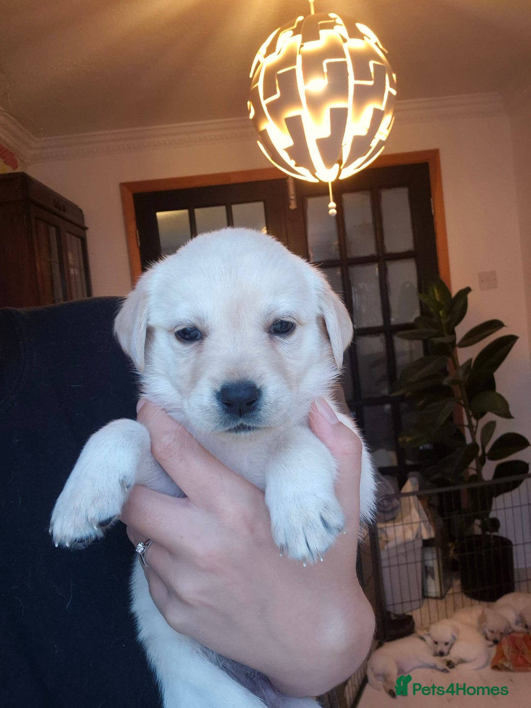 Labrador Retriever dogs for sale: Beautiful labrador puppies for sale - Image 18