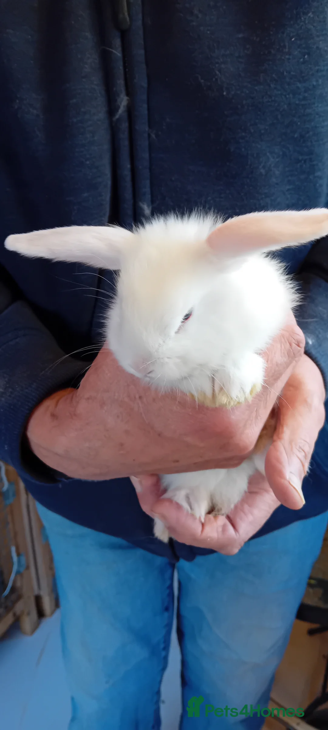 Mini Lop rabbits for sale: Beautiful mini lop bunnies  - Advert 4