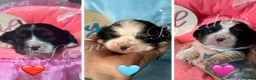Cavalier King Charles Spaniel dogs for sale: KC CAVALIER KING CHARLES SPANIELS❤️ - Advert 5
