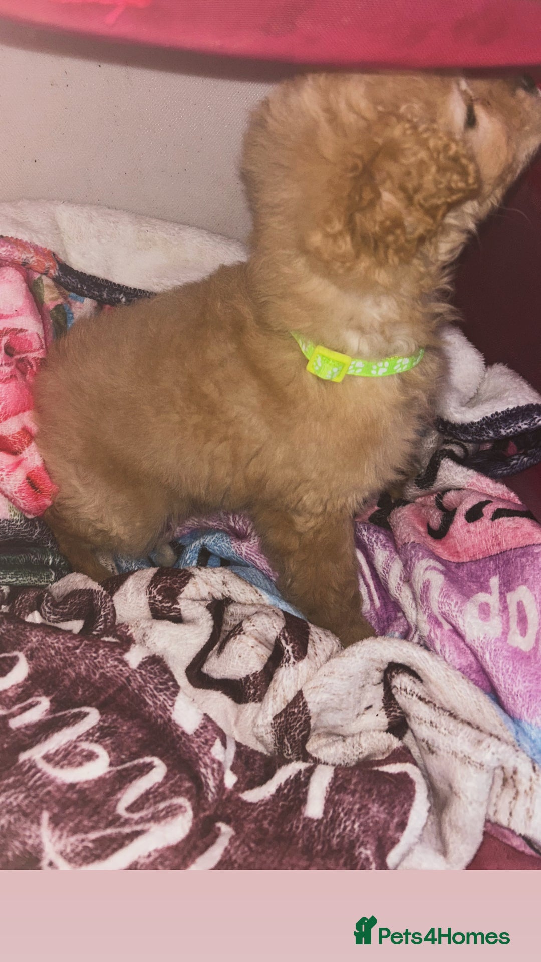 Mixed Breed dogs for sale: Cavapoo mix boy puppy  - Advert 10