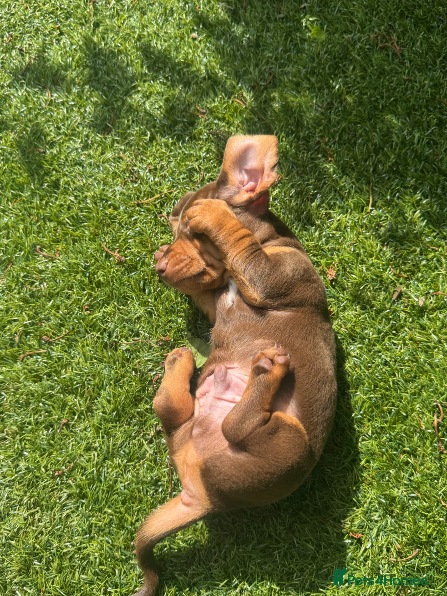 Miniature Dachshund dogs KC REG Long & Smooth Hair Miniature Dachshund Pups - Advert 2