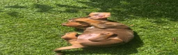 Miniature Dachshund dogs for sale: REDUCED KC REG Short Hair Miniature Dachshund Pups - Advert 2