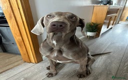 Mixed Breed dogs for sale: Weimaraner / German Shepherd puppies - Advert 18