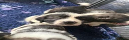 Pyrenean Mountain Dog dogs for sale: Outstanding, KC reg Pyrenean mastiff - Advert 11