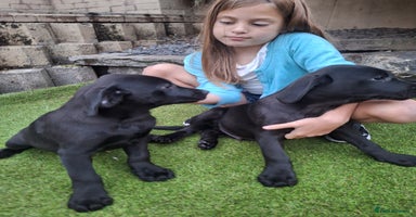 Labrador Retriever dogs - Advert 10
