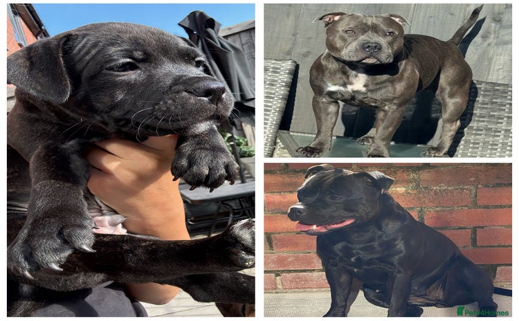 Staffordshire Bull Terrier dogs - Advert 1