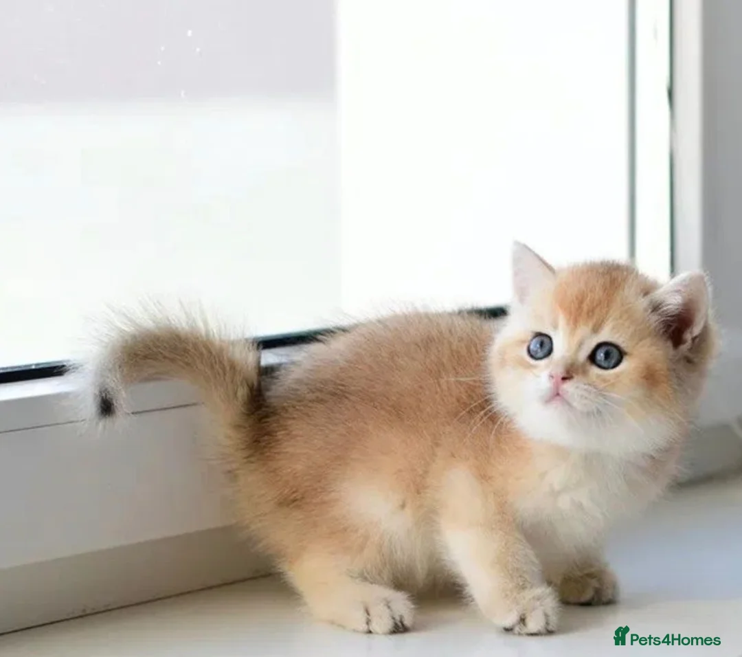 British Shorthair cats for stud: Pedigree Golden BSHstud, Emerald eyes, Active rg - Advert 23