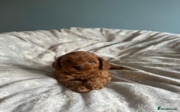 Cavapoo dogs for sale: Stunning F1B Cavapoo puppies  - Image 7