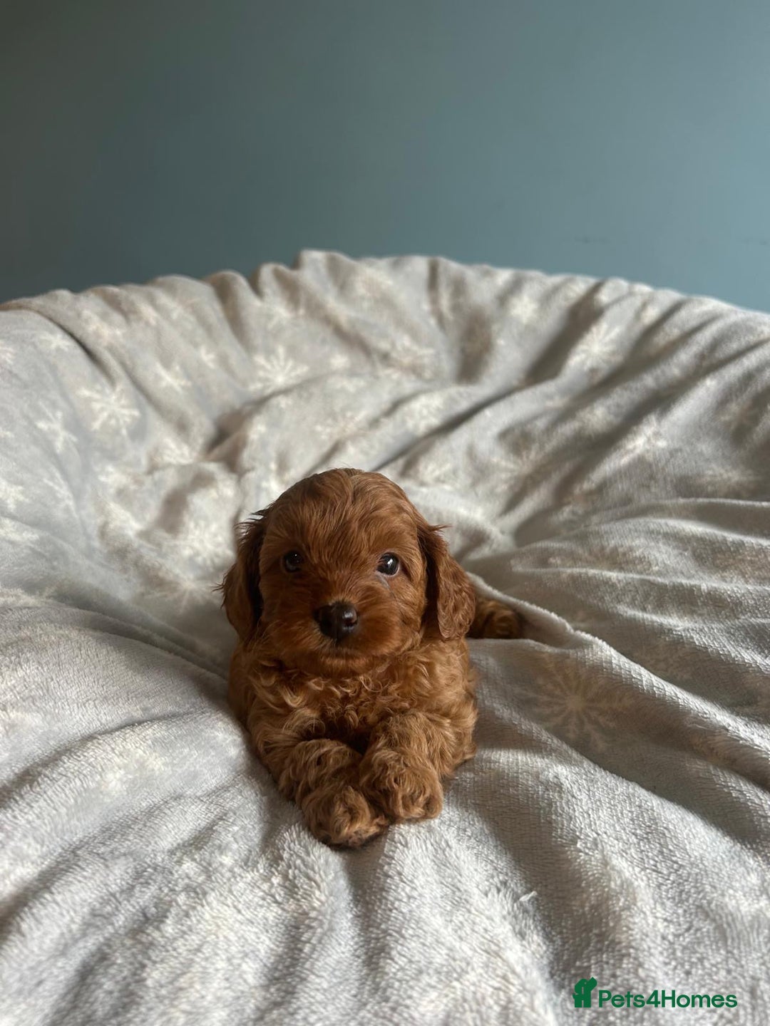 Cavapoo dogs for sale: Stunning F1B Cavapoo puppies  - Image 7