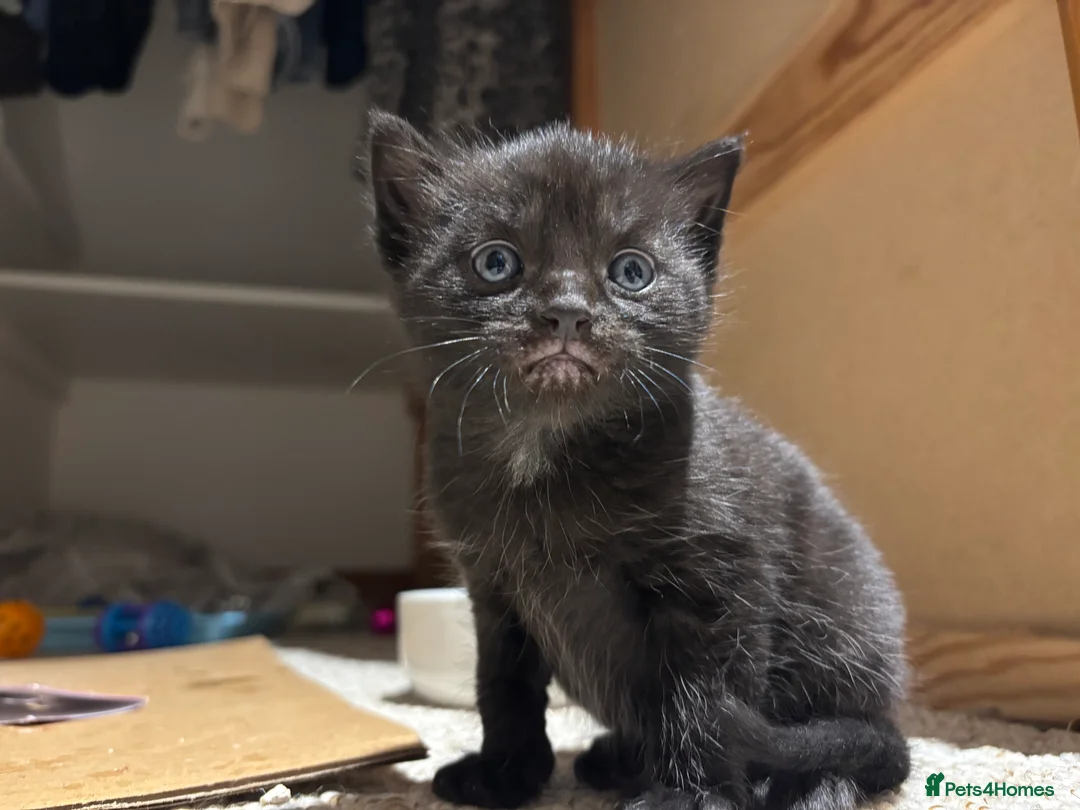 Domestic Shorthair cats for sale: Litter of kittens - Advert 19