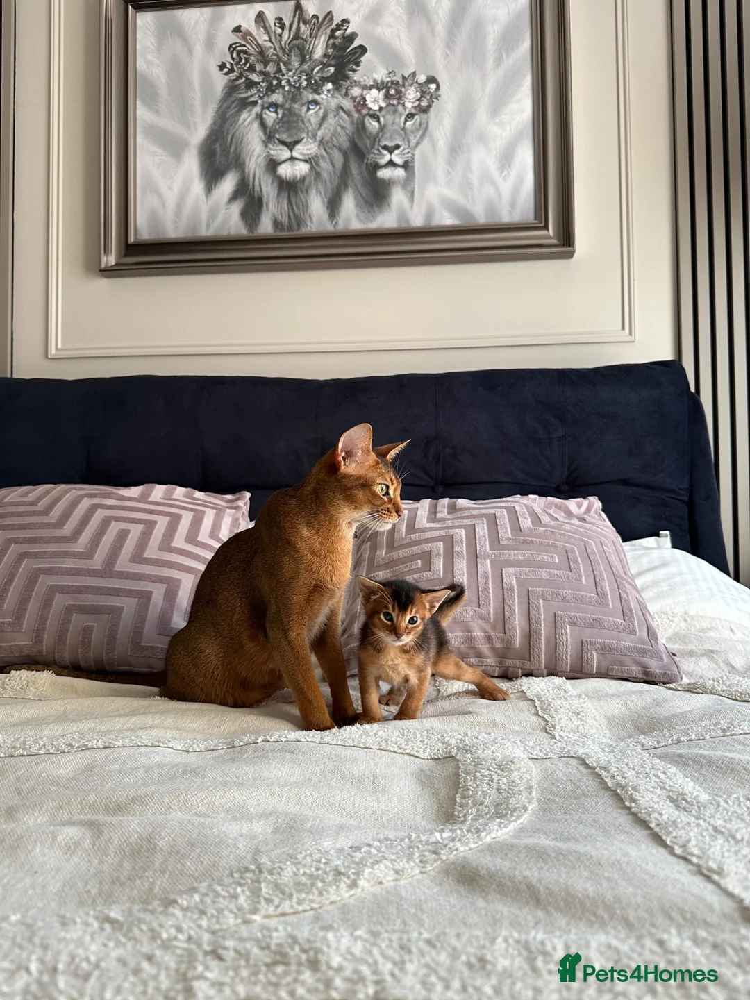 Abyssinian cats for sale: Only 1 Girl available 🎀 - Advert 19