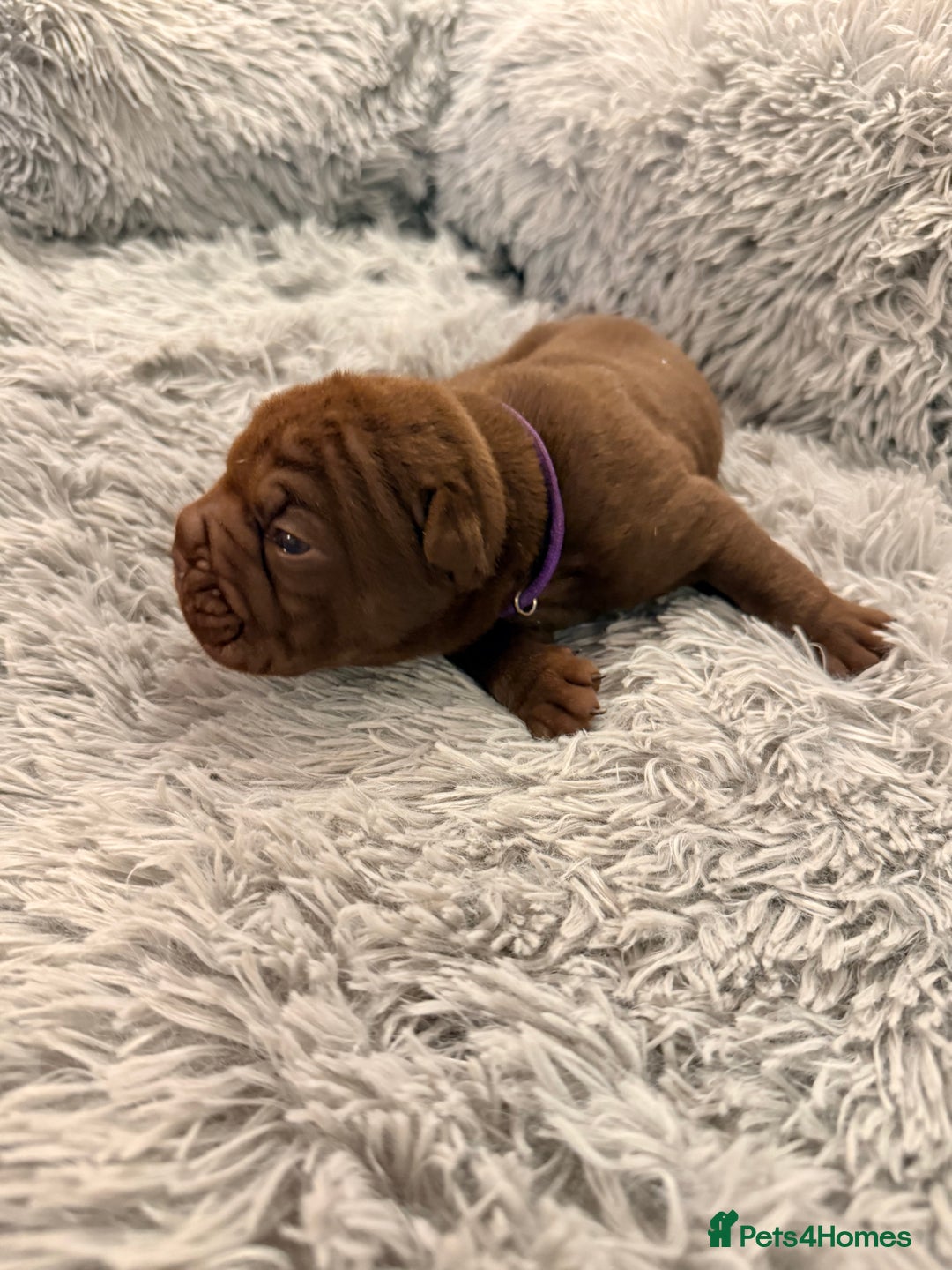 Mixed Breed dogs for sale: Gawjuss Bullpei Puppies 🐶 - Advert 37
