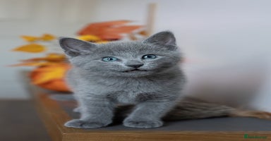 Russian Blue cats - Advert 16