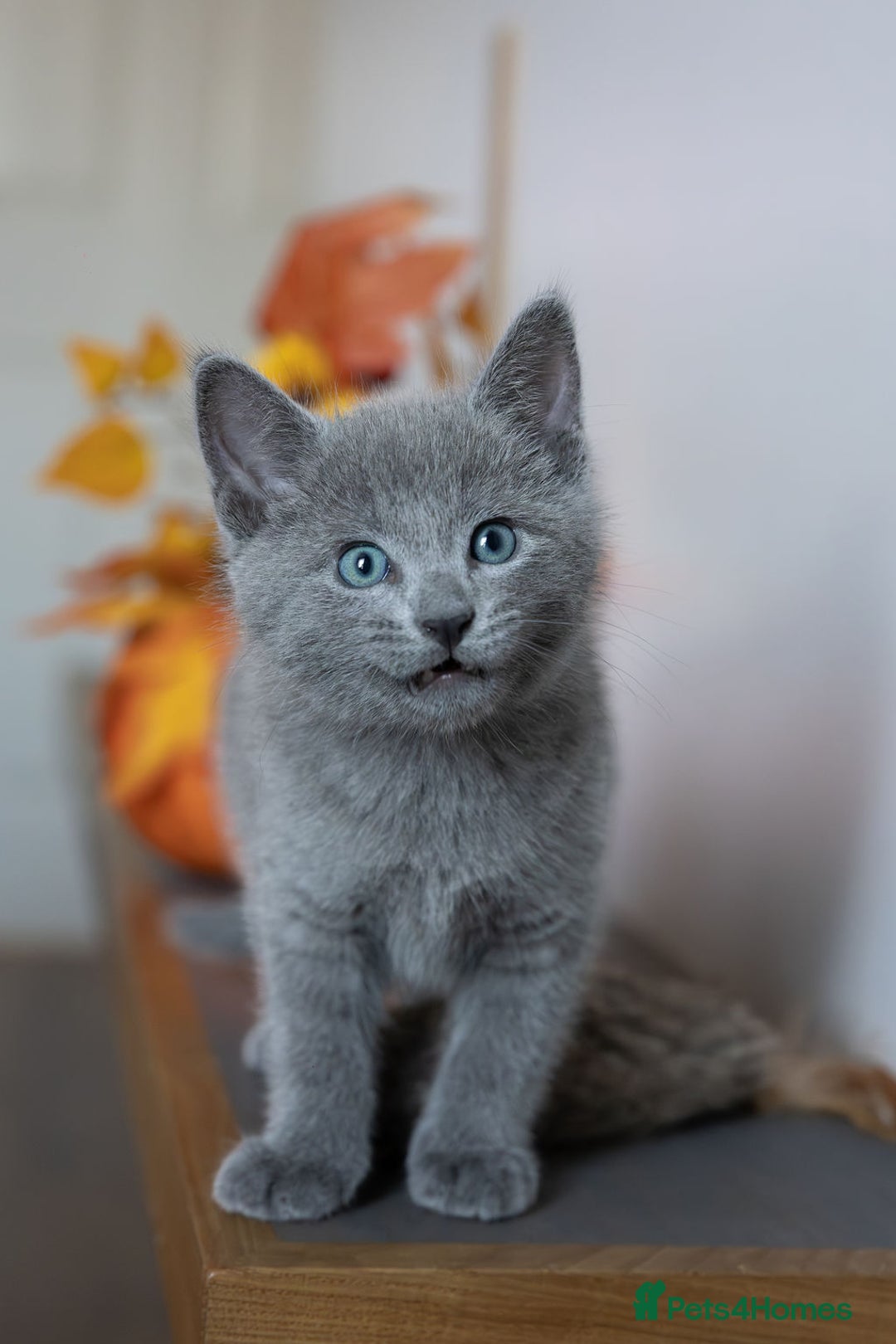 Russian Blue cats for sale: Pure Russian Blue Kittens Available  - Image 9