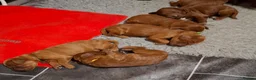 Irish Doodle dogs for sale: 🐾 Beautiful Irishdoodle Puppies - Advert 24