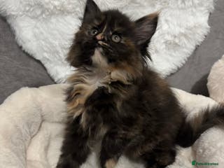 Maine Coon cats LAST GIRL Maine Coon Kitten - Advert 3