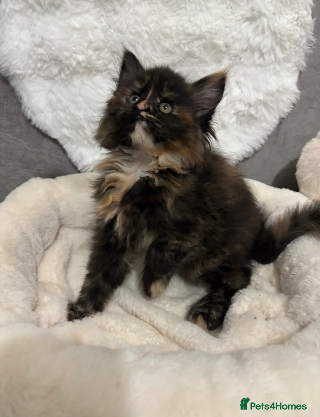 Maine Coon cats for sale: LAST GIRL Maine Coon Kitten  - Advert 1