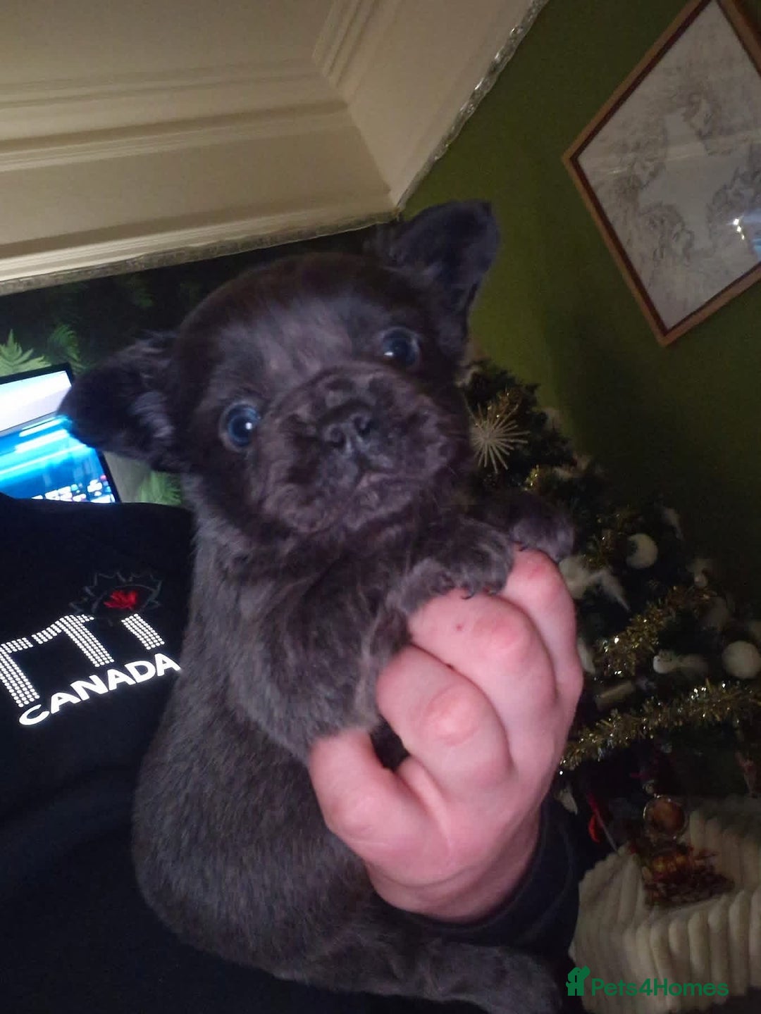 French Bulldog dogs for sale: Fluffy French bulldog puppies  - Advert 5