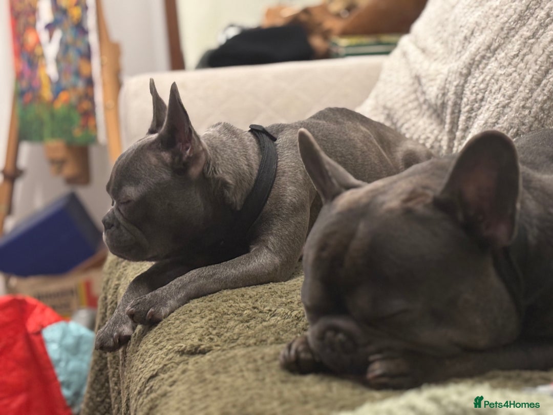 French Bulldog dogs for sale: 4 beautiful blue French bulldogs  - Image 18