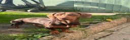 Dachshund dogs for stud: Beary Boy❤️ - Advert 10