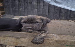 Cane Corso dogs for sale: Class Corsos  - Image 5