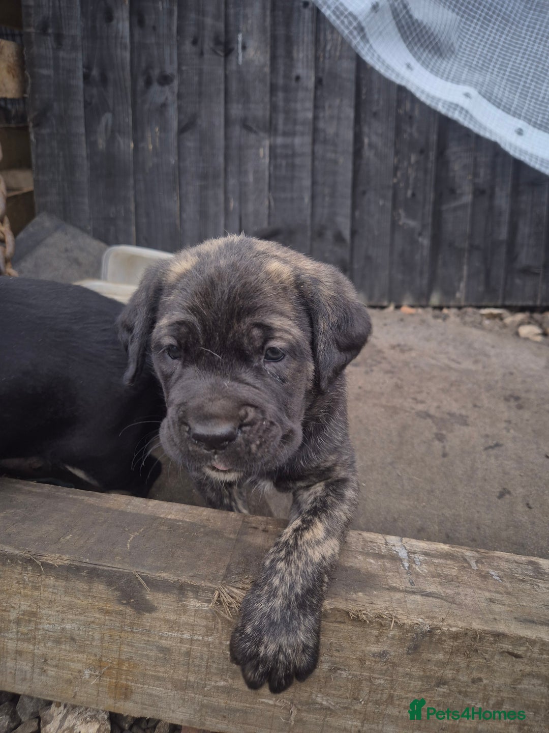 Cane Corso dogs for sale: Class Corsos  - Image 5