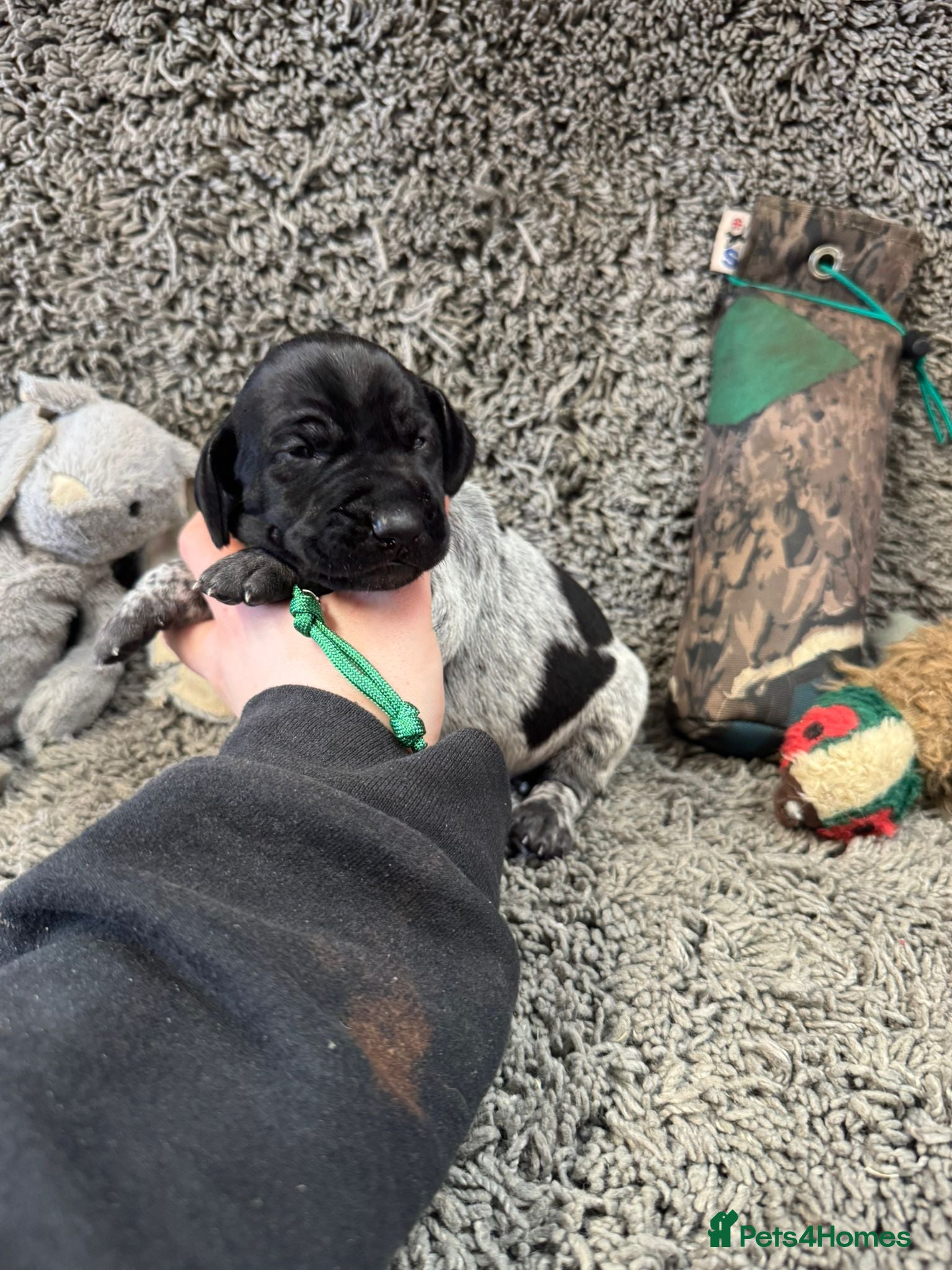 German Shorthaired Pointer dogs Gorgeous Green Short Haired Pups - Serbian Blood - Advert 1