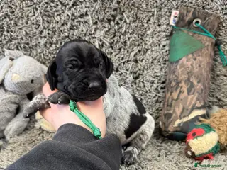 German Shorthaired Pointer dogs Gorgeous Green Short Haired Pups - Serbian Blood - Advert 2