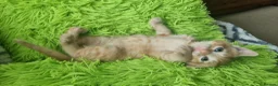 Mixed Breed cats for sale: Little best friends - Advert 24