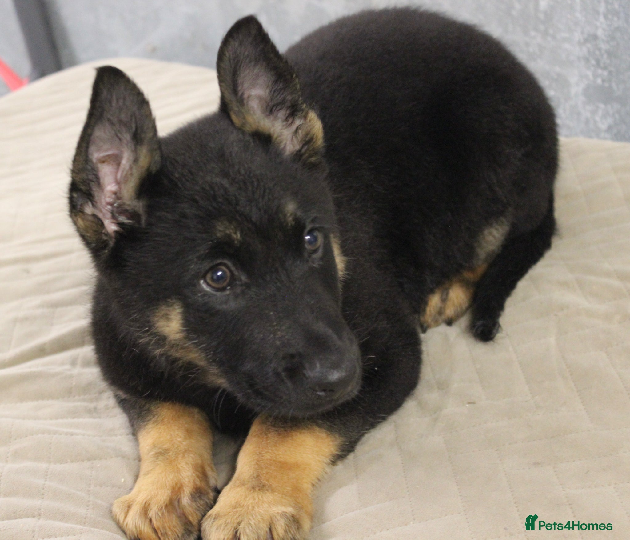 German Shepherd dogs for sale: German Shepherd Puppies  - Advert 30