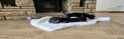 Patterdale Terrier dogs for sale: Fantastic Patterdale terrier pups D&D  - Advert 10