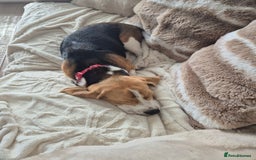 Beagle dogs for sale: 9 mouths old puppy beagle  - Image 11