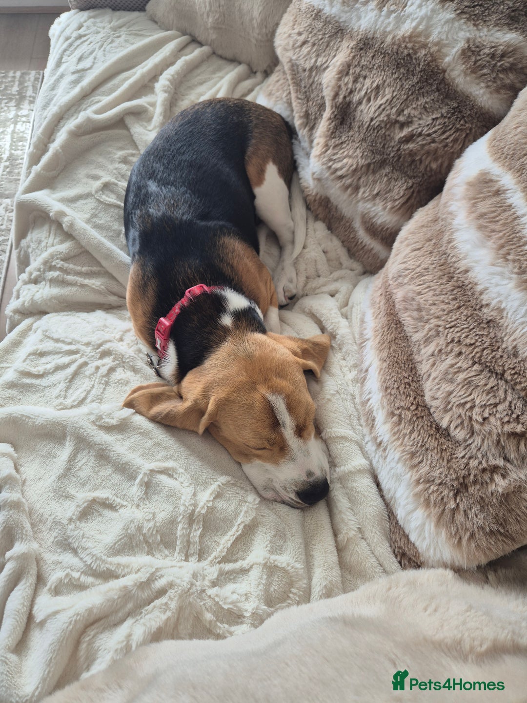 Beagle dogs for sale: 9 mouths old puppy beagle  - Image 11