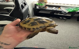 Tortoise reptiles for sale: Horsefield Tortoise - Image 4