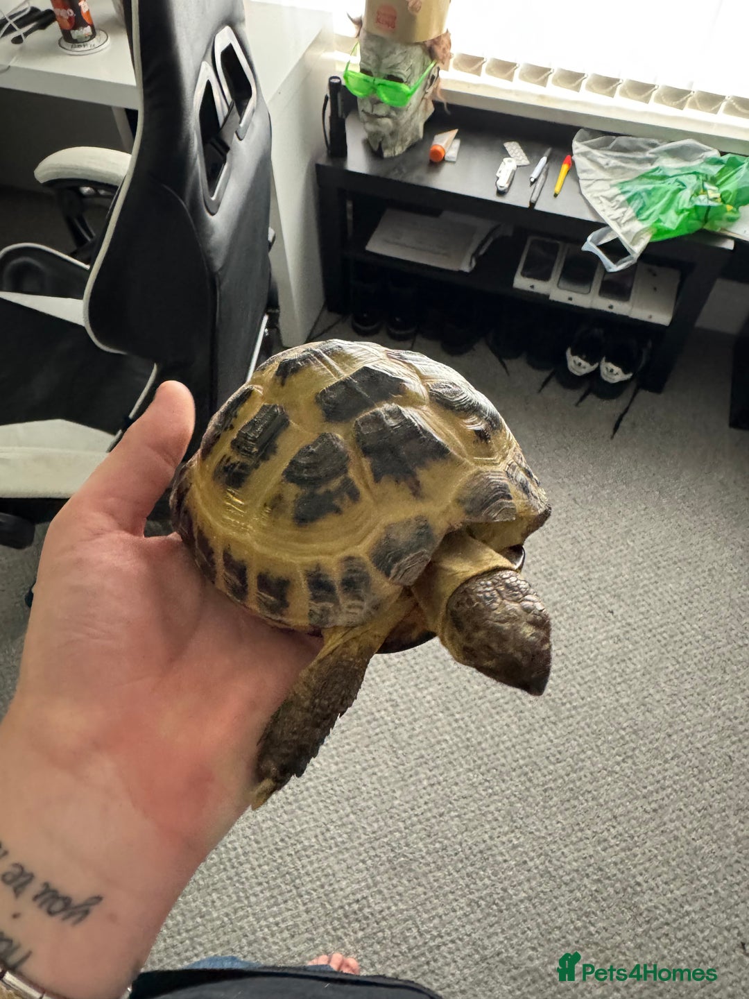 Tortoise reptiles for sale: Horsefield Tortoise - Image 4